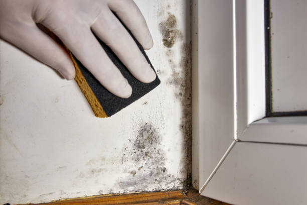 Best Mold Remediation for Healthcare Facilities  in Bayboro, NC