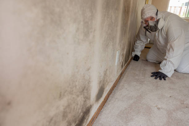Best Crawl Space Mold Remediation  in Bayboro, NC